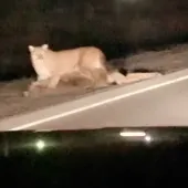 Mountain Lion with deer 