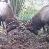Elk battle