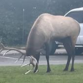 Elk pee