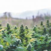 Marijuana