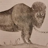 Monkey face bison