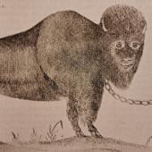 Monkey face bison