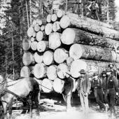 16130 Feet of Timber on Pulled by team