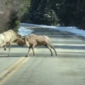 Bighorn Brawl