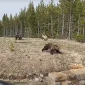 Griz charge!