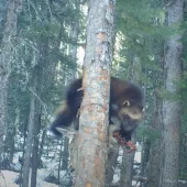 Wolverine