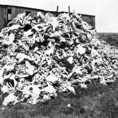 Bison bones.