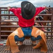 Bucking Horse Photo