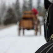 Draft Horses