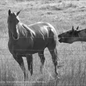MMP Horses