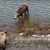 Bear/moose showdown