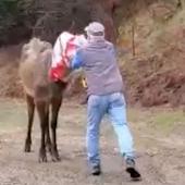 Elk Bag