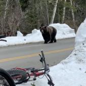 Griz bike!