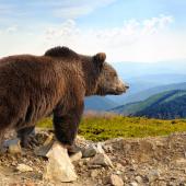 Grizzly bear