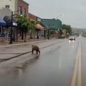 Bear Browsing Polson