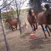 Wild Horses in Alberta, Canada