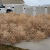 Tumble Weeds in Driveway