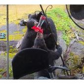 Black bear & cubs drinking from birdfeeder