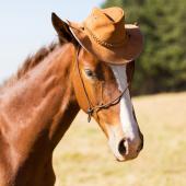 horse cowboy hat