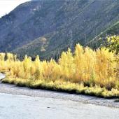 Fall Trees by a River