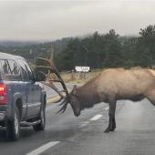 Elk vs Vehicle