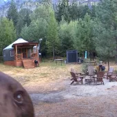 Bear Tastes Camera