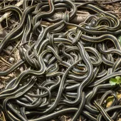 Snakes