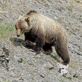Grizzly Bear