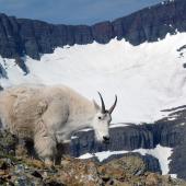 Mountain goat