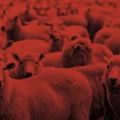Sheep wars