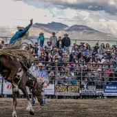 Bronc