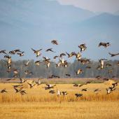 Teller Wildlife Refuge