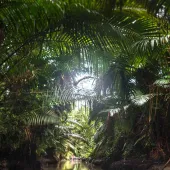 New Guinea jungle