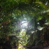 New Guinea jungle