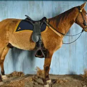 Comanche