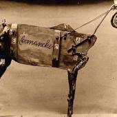 Comanche
