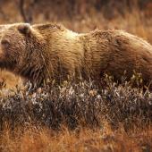 Grizzly in field