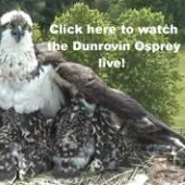 dunrovin osprey