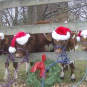 Christmas cows