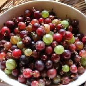 gooseberries