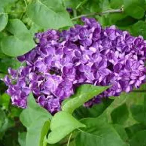 lilacs