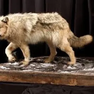 wolf