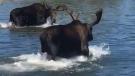 Moose at Play at Georgetown lake!!