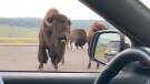 Grumpy bison utterance