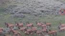 Bear with elk herd