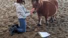 Chinook Horses