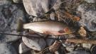 Blackfoot Cutthroat