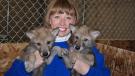 Baby wolves