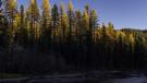 Tamarack Sky