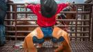 Bucking Horse Photo